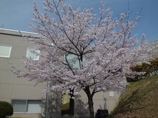 hi2016.4.11 3.jpg
